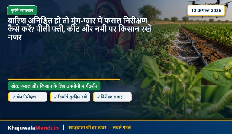 बारिश अनिश्चित हो तो मूंग-ग्वार में फसल निरीक्षण कैसे करें? पीली पत्ती, कीट और नमी पर किसान रखें नजर